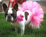 Ballerina Tutu For Your Fur Baby! Every Furbie Needs A Tutu In Their Closet. Wear It Alone Or As An Underskirt. Multiple Colors and Sizes